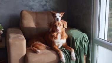 Bir Nova Scotia Duck Tolling Retriever ve bir Jack Russell Terrier salonu, rahat bir hava yayıyor şık bir şekilde belirlenmiş bir odada.