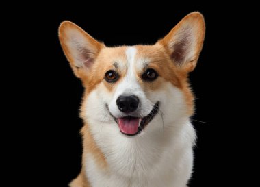 Siyah bir arka plana karşı parlak bir ifadeyle neşeli bir Pembroke Galli Corgi köpeği. Köpekler canlı gözler ve açık ağızlar neşeli ve dost canlısı bir tavır sergiliyor.