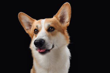 Siyah bir arka plana karşı parlak bir ifadeyle neşeli bir Pembroke Galli Corgi köpeği. Köpekler canlı gözler ve açık ağızlar neşeli ve dost canlısı bir tavır sergiliyor.