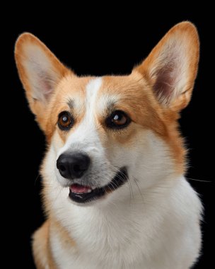 Neşeli bir Pembroke Galli Corgi, koyu siyah bir arkaplana karşı geniş açıyla sırıtıyor, mutluluk saçıyor. Bu köpeğin neşeli tavırları ve parlak gözleri.