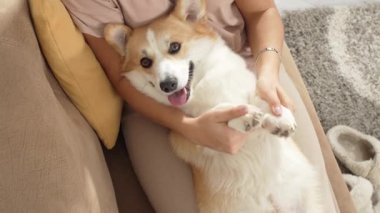 Joy emanates from a woman playing with her corgi dog on a sofa. Sunlight filters in as she tickles her delighted Pembroke Welsh Corgi, creating a playful, cheerful moment at home