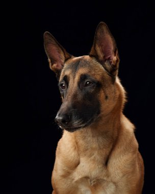 Siyah arka planda Belçika Malinois portresi. Bu görüntü, soyunun tetikte ve keskin bakışlarını, yüz hatlarına ve ceket dokusuna ayrıntılı bir dikkatle gösteriyor.