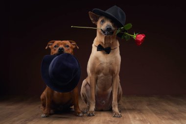 Bir Thai Ridgeback ve bir Staffordshire Bull Terrier, Ridgeback 'in klasik bir siyah şapka taktığı ve nazikçe kırmızı bir gül tuttuğu sahnelenmiş bir sahnede rol alırlar.