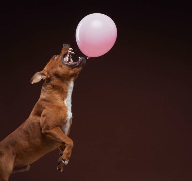 Neşeli bir köpek yüzen pembe bir balona dokunmak için sevinçle sıçrar. Karanlık bir arka plan karşısında havada yakalanan bu görüntü neşe ve canlılık yayar.