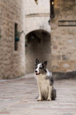 Bir Border Collie, ortaçağ kemer yolu ile çerçevelenmiş antik kaldırım taşlarının üzerinde oturur. Köpeğin dikkatli bakışları ve tarihi bir ortamda dokulu taşlar.