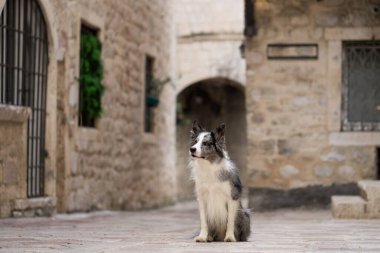 Bir Border Collie, ortaçağ kemer yolu ile çerçevelenmiş antik kaldırım taşlarının üzerinde oturur. Köpeğin dikkatli bakışları ve tarihi bir ortamda dokulu taşlar.