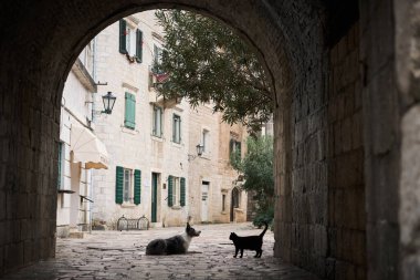 Bir Border Collie ve bir kedi tarihi bir ara sokakta karşı karşıya antik bir taş kemer yolundan baktılar. Bu görüntü, iki hayvan arasındaki etkileşimi güzel bir şekilde yakalıyor.
