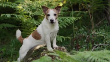 Bir Jack Russell Terrier, güneşli bir ormanda yemyeşil eğreltiotlarının arasında tetikte bekliyor. Köpeklerin duruşu ve benekli güneş ışığı doğal güzellik ve merak sahnesi yaratır.