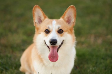 Neşeli bir Corgi pembroke bulanık bir arka planla çimenli bir alanda duruyor. Köpek mutlu ve mutlu görünüyor, açık havanın tadını çıkarıyor.