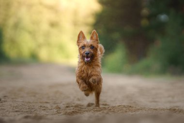 Avustralyalı bir teriyer köpeği enerjiyle kameraya doğru gidiyor. Tozlu bir patikanın arka planına karşı canlılık ve neşe dolu bir resim..