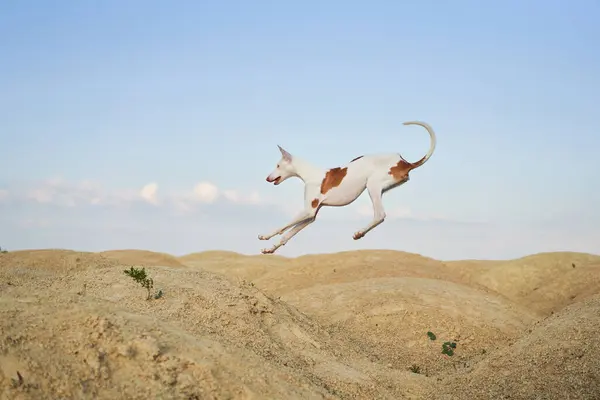 stock image An Ibizan Hound soars gracefully over the contours of a sandy landscape, its lithe body captured mid-leap