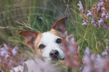 Bir Jack Russell Terrier köpeği çayırdaki uzun otları ve mor kır çiçeklerini dikizler.