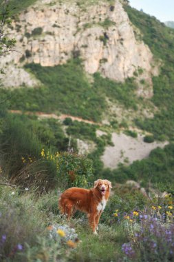 Bir Nova Scotia Duck Tolling köpeği kayalık bir dağda duruyor. Sahne, engebeli bir açık hava ortamında macera ve doğal güzelliği çağrıştırıyor.