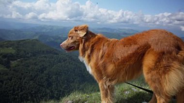 Bir Nova Scotia Duck Tolling Retriever köpeği çimenli bir tepede duruyor, engin, yeşil bir vadiye ve bulutlu bir gökyüzünün altındaki uzak dağlara bakıyor.