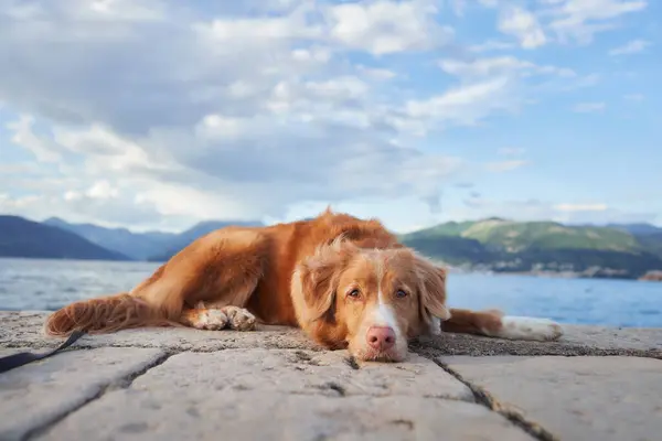 stock image A Nova Scotia Duck Tolling Retriever dog lies on a stone ledge by the sea with mountains in the background