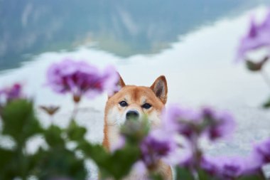 Bir Shiba Inu köpeği durgun bir gölün kenarında durur, yumuşak mor çiçeklerle çerçevelenmiş, dağları ve uzaktan hafif bir sisle.