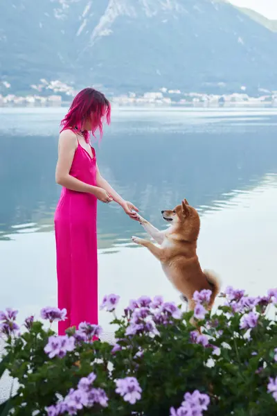 stock image A playful interaction unfolds as a woman in a pink dress teaches her Shiba Inu dog to stands by the lake, surrounded by purple flowers