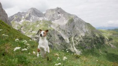 Bir Jack Russell Terrier köpeği, arka planda yüksek tepeler bulunan çimenli bir dağ yamacında kır çiçeklerinin arasında dikiliyor.