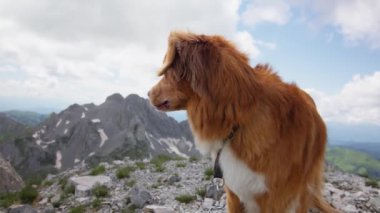 Bir Nova Scotia Duck Tolling Retriever köpeği çimenli bir tepede duruyor, engin, yeşil bir vadiye ve bulutlu bir gökyüzünün altındaki uzak dağlara bakıyor.