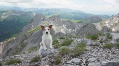 Jack Russell Terrier köpeği kayalık bir dağ yamacında duruyor. Arka planda engebeli tepelerin ve yeşil vadilerin nefes kesici manzarası var.