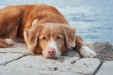 Bir Nova Scotia Duck Tolling Retriever köpeği deniz kenarındaki kayalık bir çıkıntıda yatıyor.