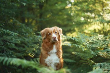 Nova Scotia Duck Tolling Retriever köpeği bir ormanda yemyeşil eğreltiotu ile çevrili, dikkatlice yan bakar. 