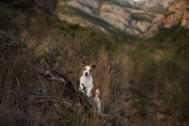 Jack Russell Terrier köpeği arka planda tepeler olan kuru, çimenli bir alanda düşmüş bir kütüğün üzerinde duruyor. Sahne, köpeğin maceralı açık hava ortamını ön plana çıkarıyor..