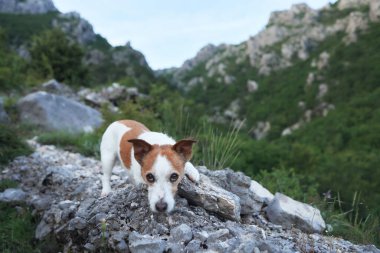  Bir Jack Russell Terrier köpeği yemyeşil bir dağlık arazide kayalık bir patikada duruyor.