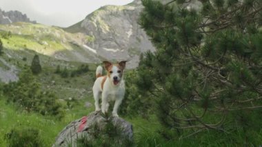  Bir Jack Russell Terrier köpeği yemyeşil ve arka planda dağlar olan çam ağaçlarının arasında duruyor.