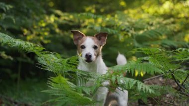 Bir Jack Russell Terrier köpeği, ormandaki yemyeşil eğreltiotlarıyla çevrili bir ağaç kütüğünün üzerinde duruyor ve doğrudan kameraya bakıyor.