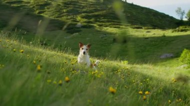  Jack Russell Terrier köpeği, arka planda yemyeşil bir vadi olan çimenli bir yamaçta duruyor.