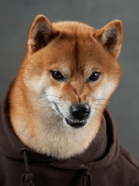 Casual Shiba Inu dog in a hoodie, studio shot. This friendly pet gives a gentle look, comfortably dressed in a brown sweatshirt clipart