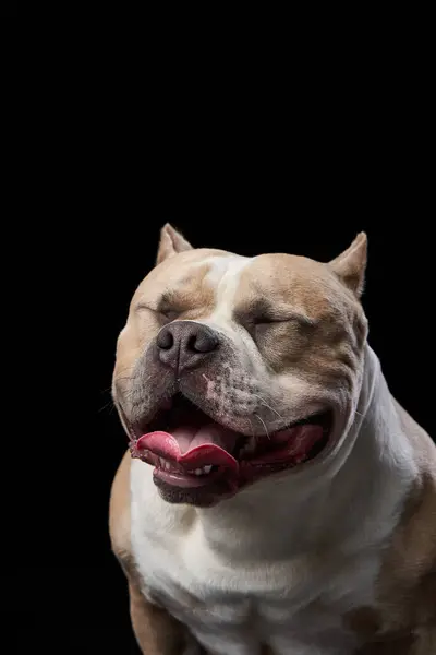 stock image An American Bulldog dog blissfully closes its eyes, exuding pure contentment in a serene studio setting. The image captures a moment of joyful relaxation,