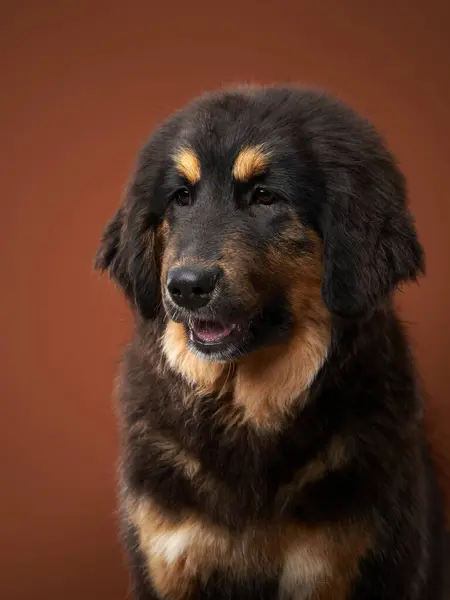 Stock image Tibetan Mastiff portrait, its noble demeanor captured in studio. This image accentuates the breeds thick mane and soulful eyes against a warm backdrop.