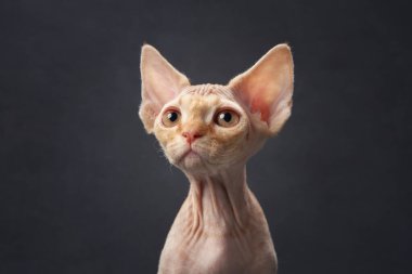 Bu portre Devon Rex 'in büyük gözleri ve eşsiz kıvırcık kürkü, stüdyoların gri arka planında yer alır.