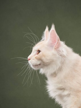  Zarif bir Maine Rakun kedi profili, kontrollü bir stüdyo ortamında lüks kürkü ve özenli bakışlarıyla sergilenir.