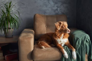 Bir Nova Scotia Duck Tolling Retriever köpeği, yeşil kumaştan yumuşak bir kumaş örtüsü ve bir zarafet ekleyerek, bronz bir koltuğa uzanır.