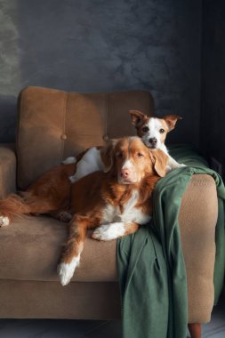 Kanepede iki köpek, Jack Russell ve Nova Scotia Duck Toller yan yana poz veriyor.. 