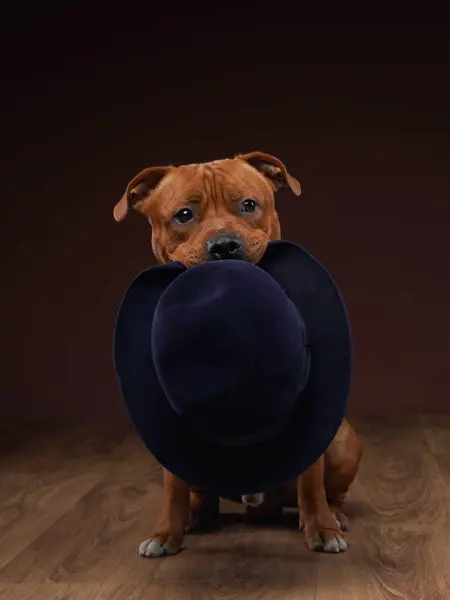 stock image A brown dog peers playfully through a large, stylish navy blue hat in a studio setting, adding a touch of whimsy and curiosity to the scene