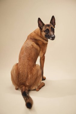 Belçikalı Malinois stüdyoda oturuyor, arkasını kolluyor. Bu poz köpeklerin uyanıklığını ve kas yapısını ön plana çıkarıyor.