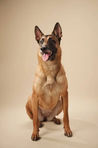 stock image Studio portrait of a Belgian Malinois sitting attentively. The image showcases the dog alert posture and focused expression, ideal for themes of loyalty and service