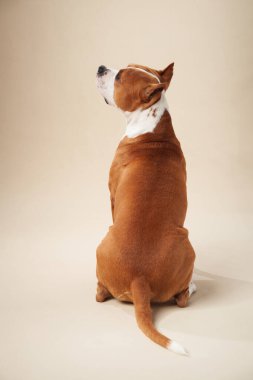 American Staffordshire Terrier köpeği omzunun üstünden sakin bir ifadeyle bakarken arkadan fotoğraflandı..