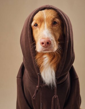 Bir Nova Scotia Duck Tolling Retriever köpeği kapüşonlu, sevimli ile birleşen