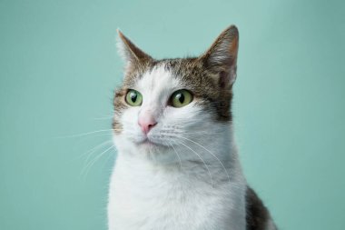 Canlı yeşil gözleri olan meraklı beyaz ve tekir bir kedi açık mavi bir arka plana dikkatle bakıyor..