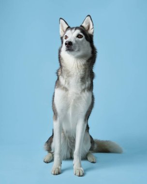 Sibirya Husky 'si bir stüdyoda zarif bir şekilde oturur, keskin gözleri kameranın dışındadır.. 