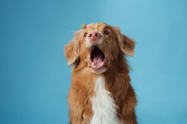 Ağzı açık bir köpek. Nova Scotia Duck Tolling Retriever enerjik bir şekilde şarkı söylüyor, rahatlatıcı mavi bir arkaplan üzerine kurulmuş, canlı bir kişiliği yakalıyor.