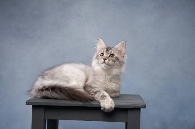 Maine Rakun Kedi Pençesi, Stüdyo Portresi. Zarif bir Maine Rakunu bir taburede oturur, bir stüdyo ortamında yumuşak mavi bir arka planda patisini kaldırır.