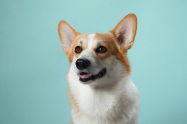 Uyanık bir Pembroke Galli Corgi köpeği. Uyanık kulakları ve duygulu gözleri var. Yumuşak mavi bir arkaplanı var.
