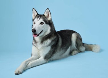 Content Siberian Husky lounging against a soft blue background, showcasing its relaxed yet attentive nature. The dogs clear, intelligent eyes and healthy coat speak to a well-cared-for companion clipart