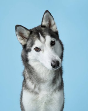 Stüdyoda özenli Sibirya Husky tasviri, gök mavisi arka plan gri ve beyaz kürkünü tamamlıyor. Bu onurlu poz Husky 'lerin keskin bakışlarını ve simetrik yüz izlerini vurgular.